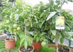 Citrus paradisi Pompelmo / Grapefruit
